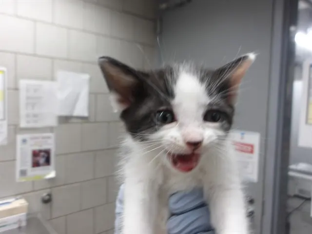 Adoptable Cat