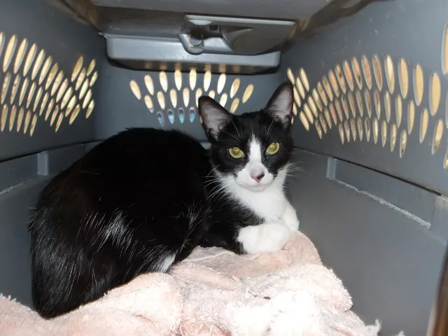 Adoptable Cat