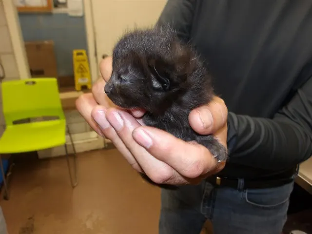 Adoptable Cat