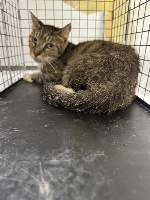 Foster