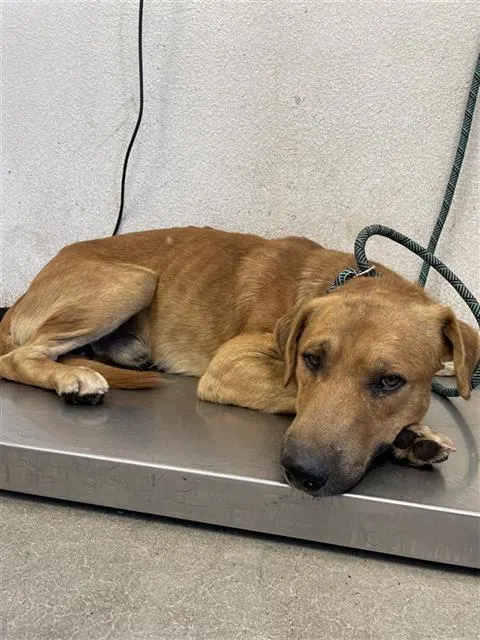 Adoptable Dog