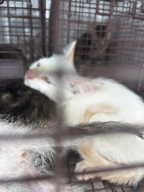 Adoptable Cat