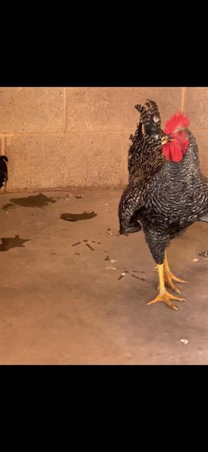 *Cluck Norris