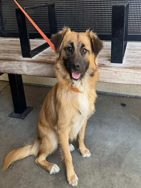 Bolo