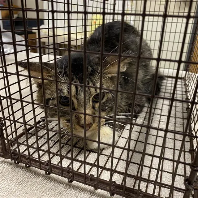 Adoptable Cat