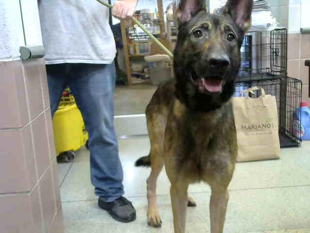 Adoptable Dog