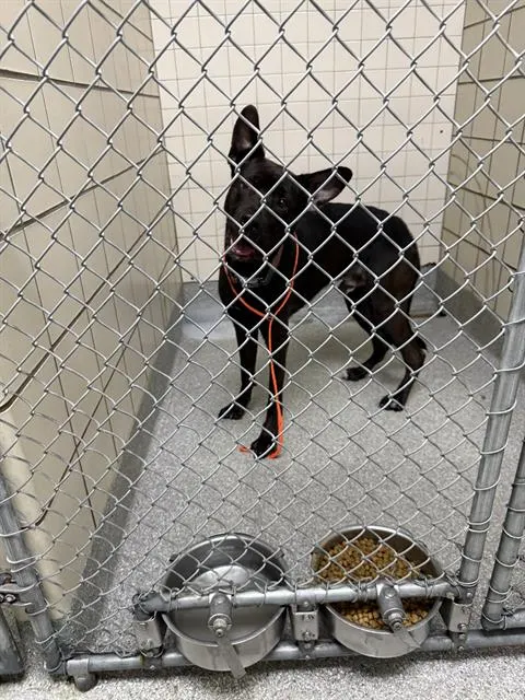 Adoptable Dog
