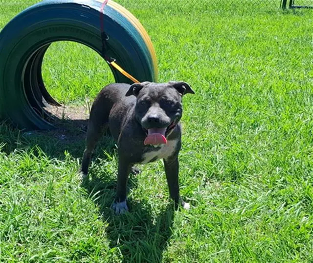 Adoptable Dog