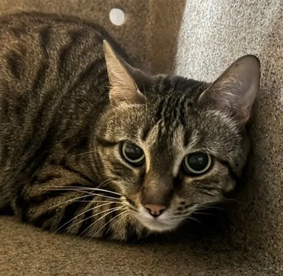 Mia