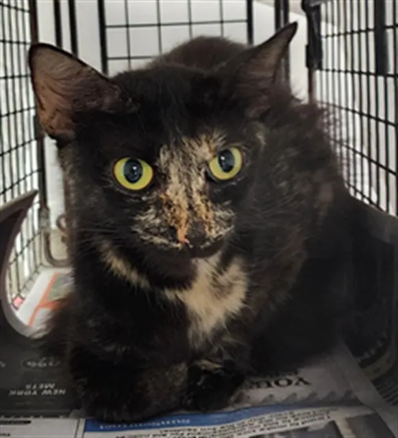 Adoptable Cat