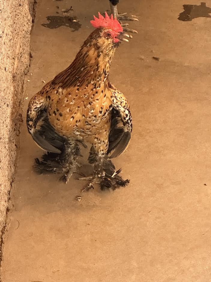 *Albert Egg-Stein