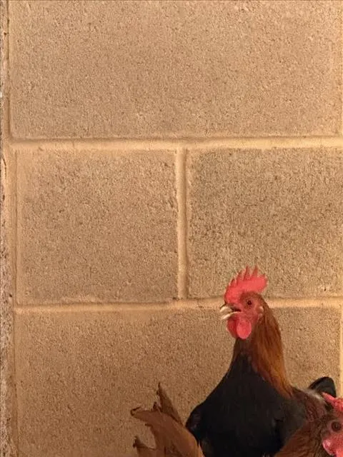 *Dolly Part-Hen