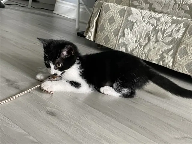 Callie