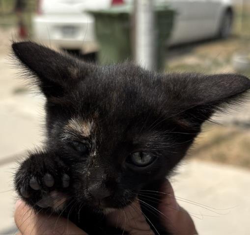 Adoptable Cat
