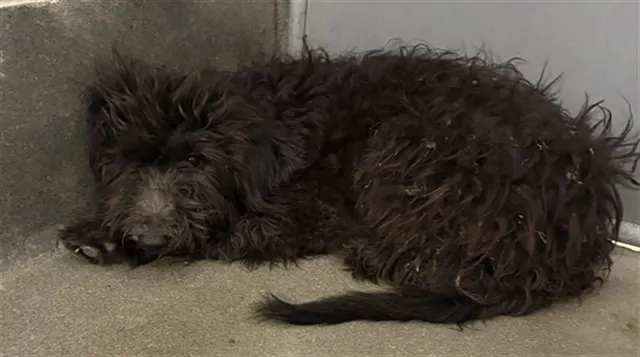 Adoptable Dog