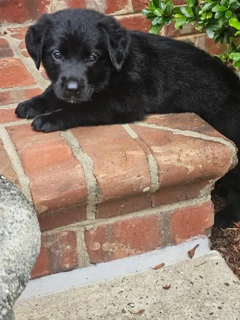 Maverick