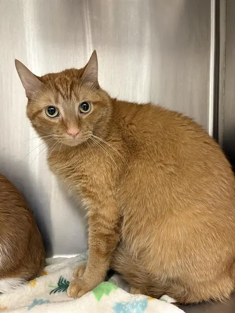 Max