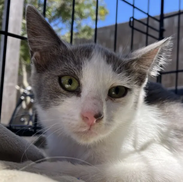 Adoptable Cat