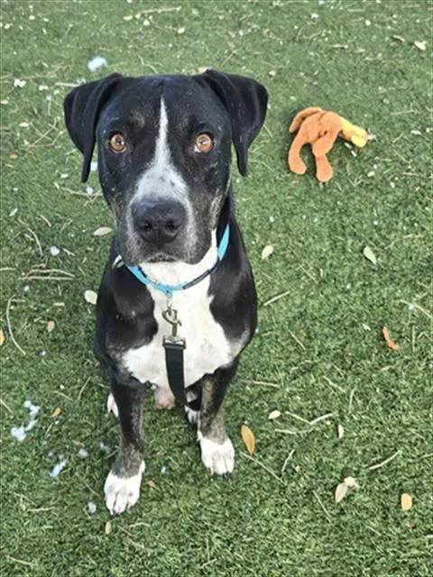 Mack