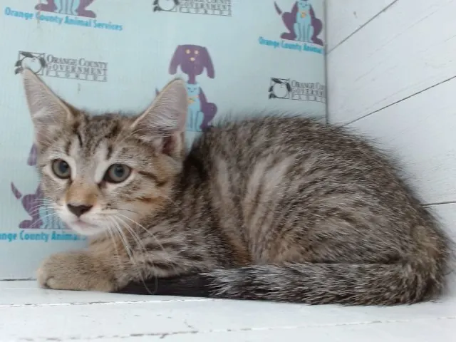 Adoptable Cat