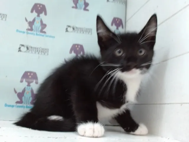 Adoptable Cat