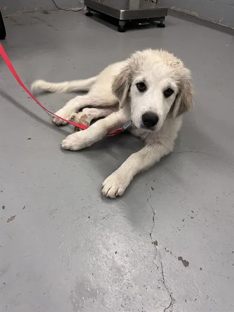 Adoptable Dog