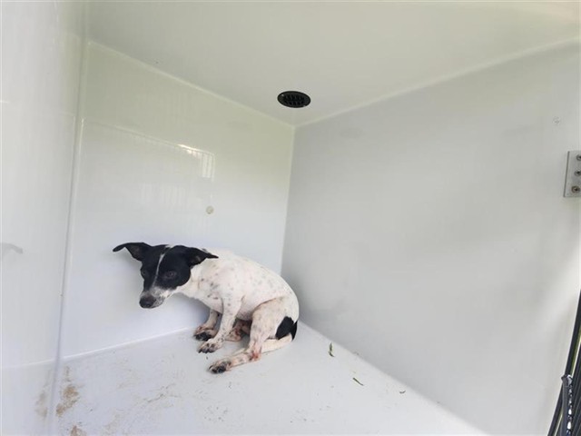Adoptable Dog