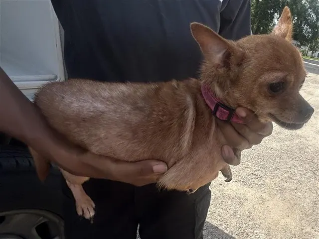 Adoptable Dog