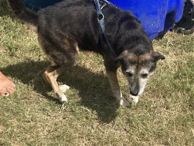 Adoptable Dog