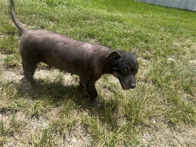 Adoptable Dog