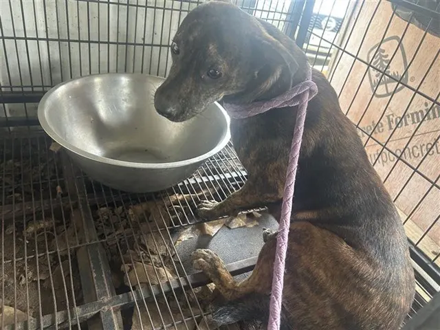 Adoptable Dog