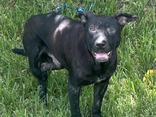 Adoptable Dog