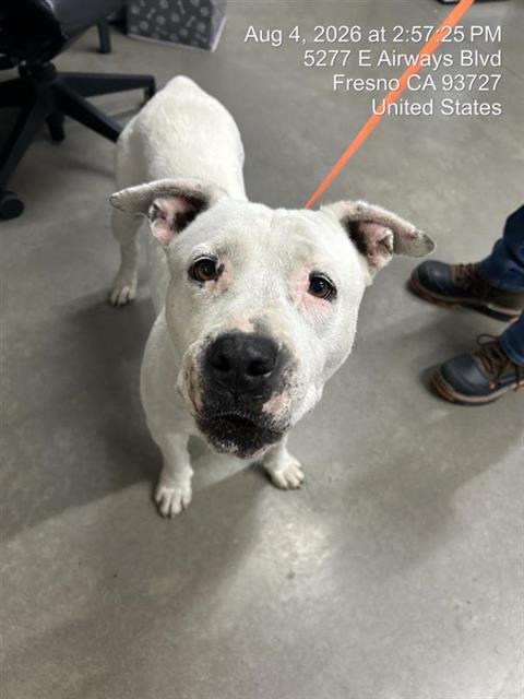 Adoptable Dog