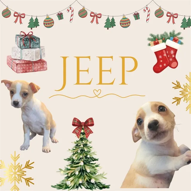 Jeep