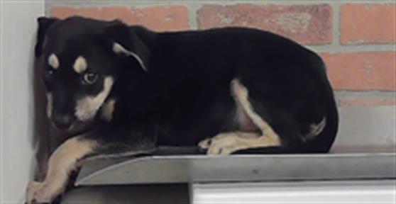 Adoptable Dog