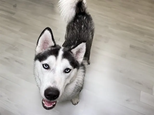 Stray Not Available