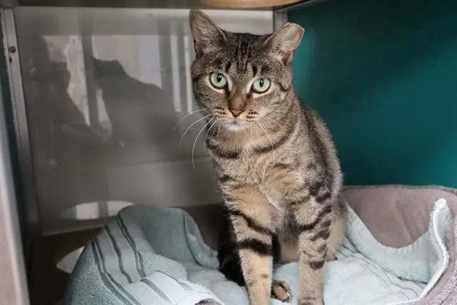 Piper