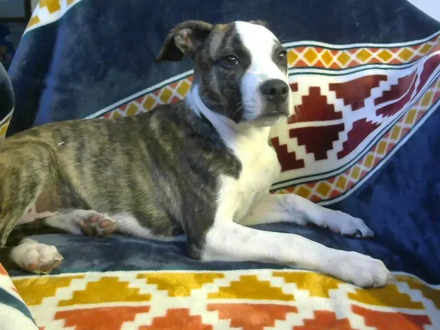 Adoptable Dog