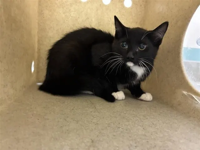 Adoptable Cat