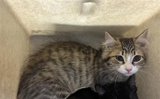 Adoptable Cat