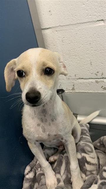 Adoptable Dog