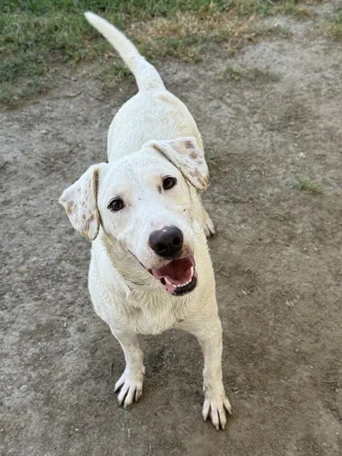 Bella