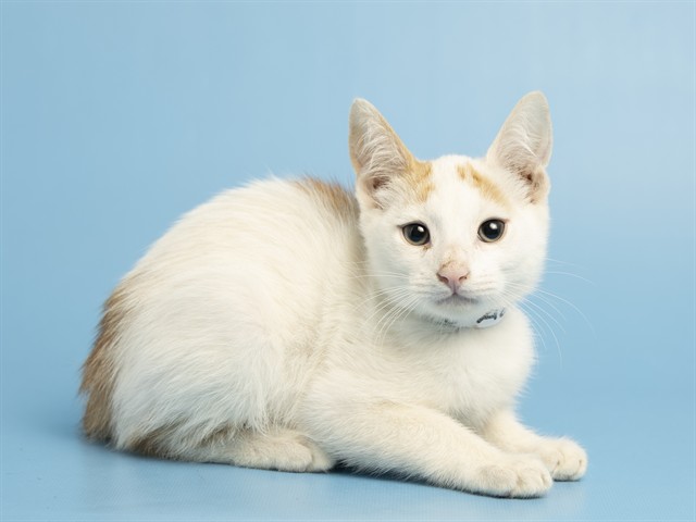 Rennala