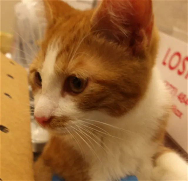 Adoptable Cat