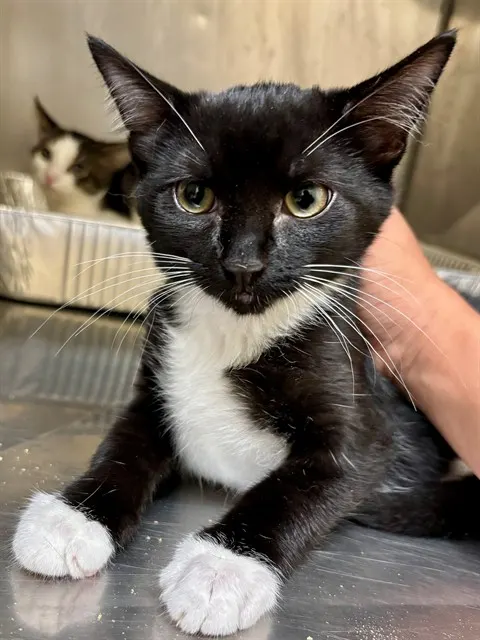 Emilio