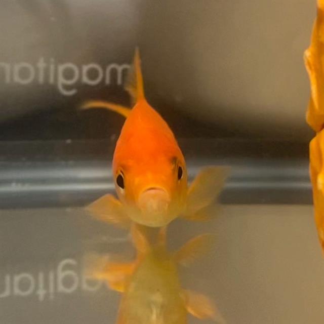 Oscar
