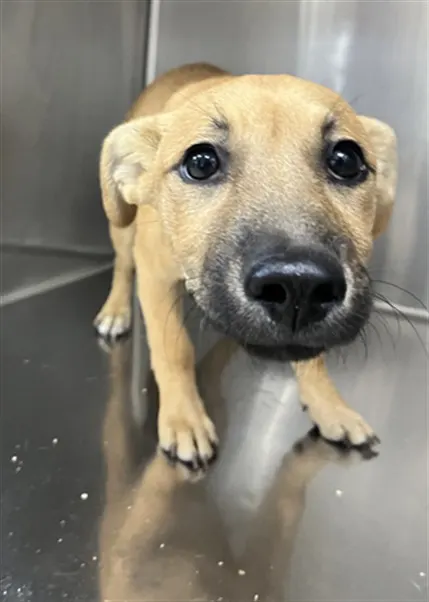 Nala