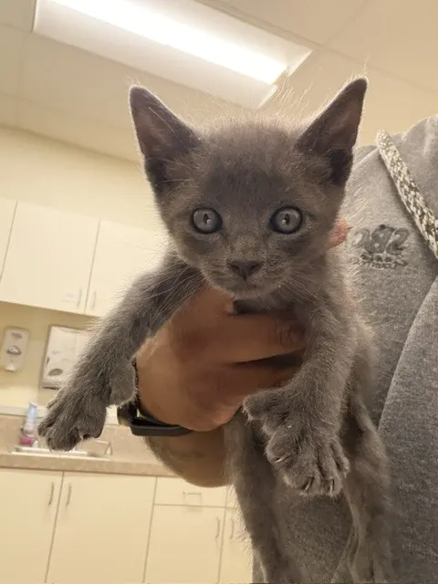 Adoptable Cat