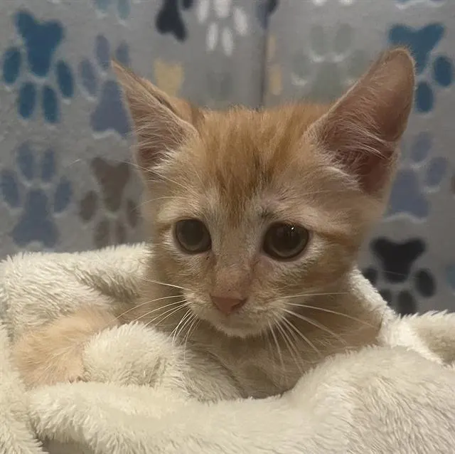 Oliver