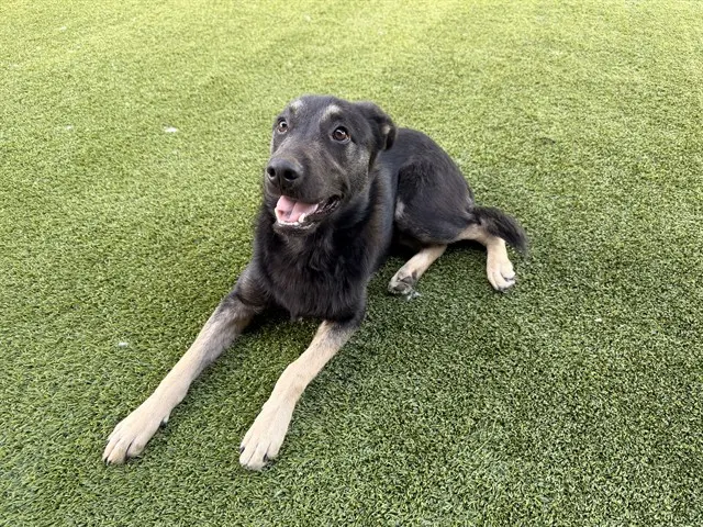 Max